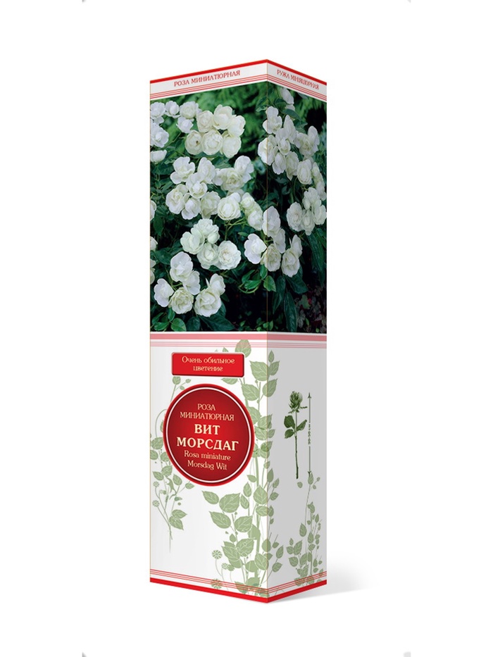 Роза миниатюрная Вит Морсдаг 1